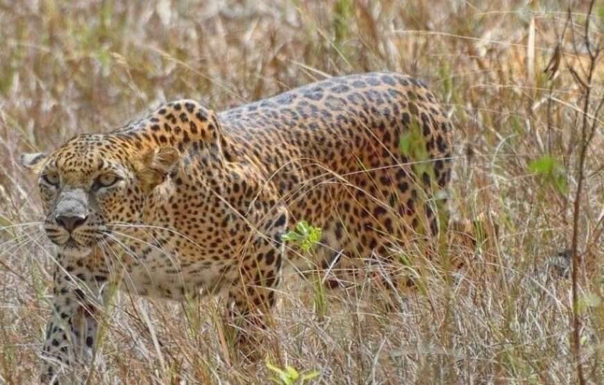 Foxtrail Wilpattu Safari – 5 Hours