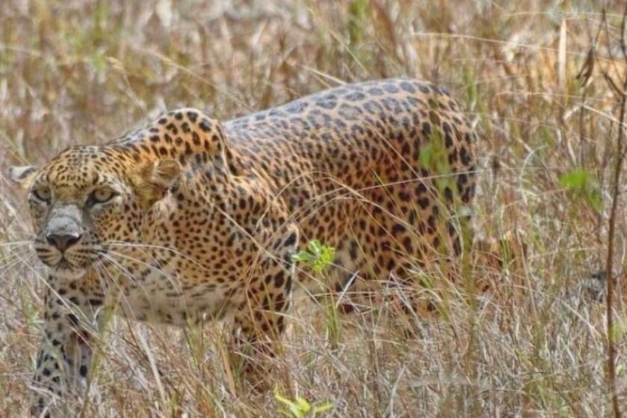 Foxtrail Wilpattu Safari – 5 Hours