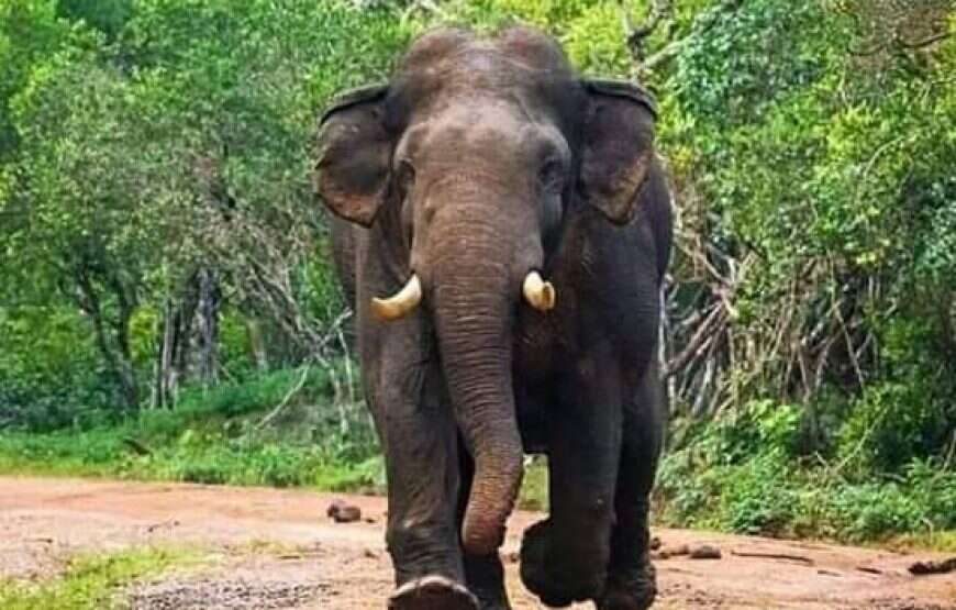 Wildlife Safari Tour