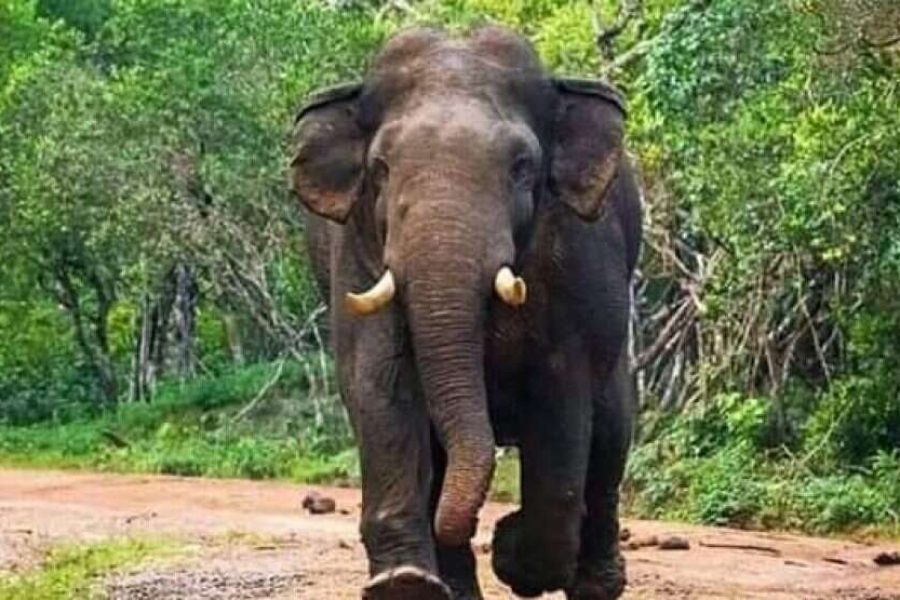 Wildlife Safari Tour