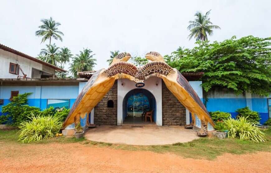 Day 4 - Visit a turtle hatchery in Hikkaduwa