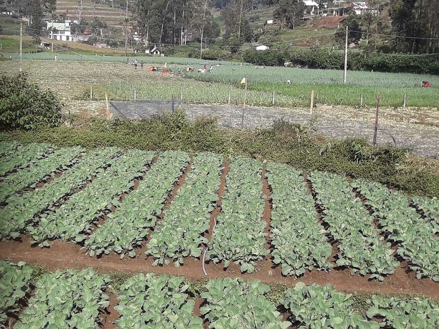 Day 4 - Polonnaruwa - Kandy (Distance 180 km.)