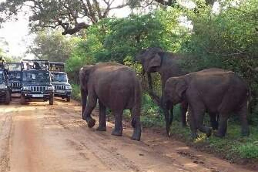 Dineth Safari – 7 Hours