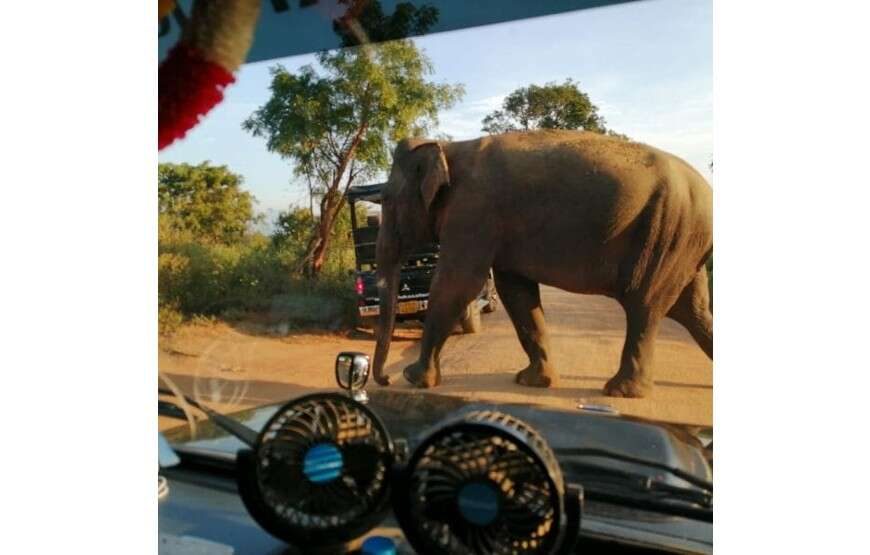Jaan Safari