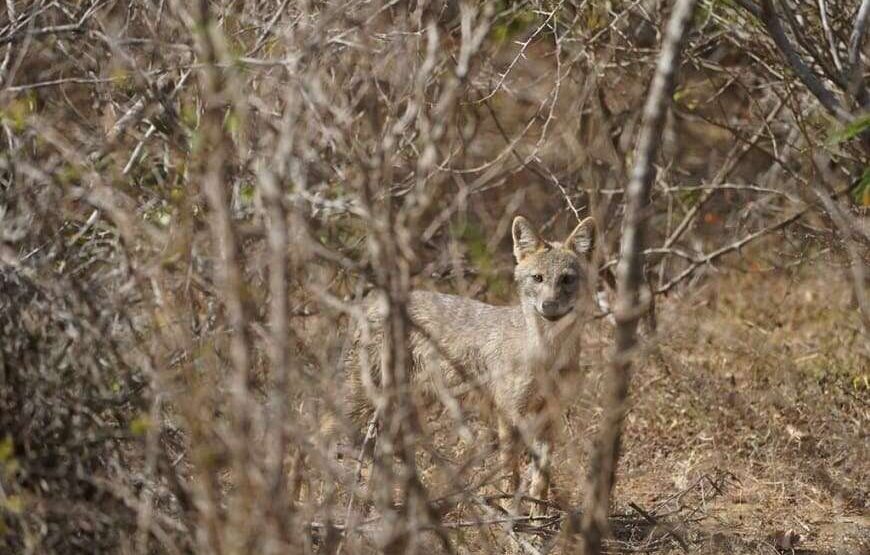 Ceylon Safari – 7 Hours – Yala National Park