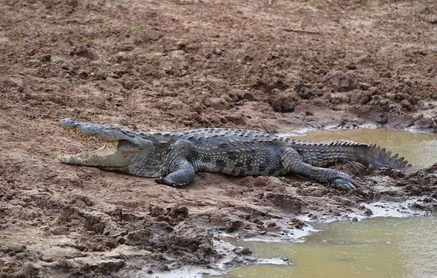 Ceylon Safari – 7 Hours – Yala National Park