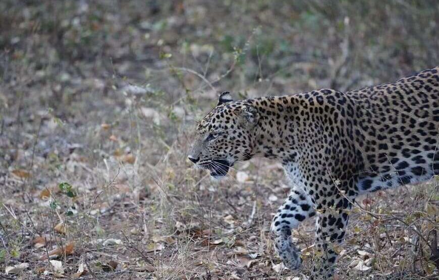 Ceylon Safari – Full Day – Yala National Park