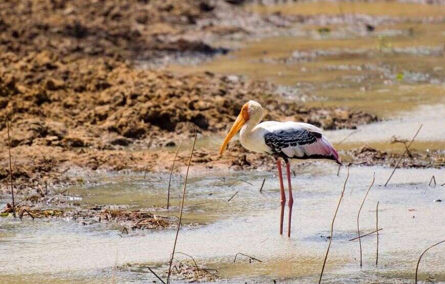 Ceylon Safari – 7 Hours – Yala National Park