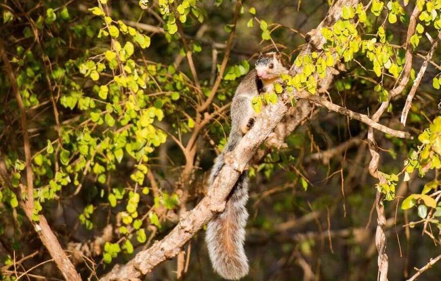 Ceylon Safari – 7 Hours – Yala National Park