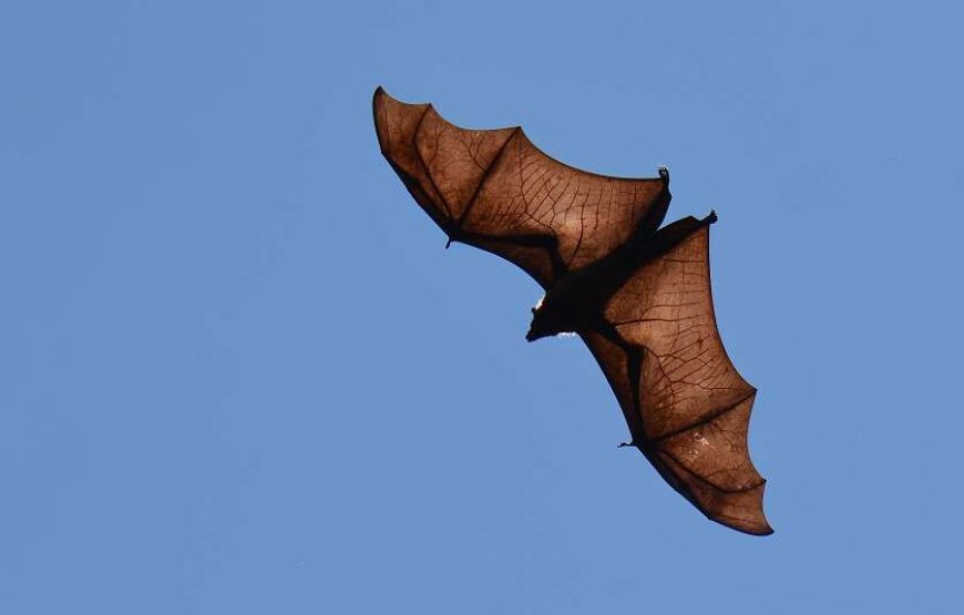 Round tour with Sri Lanka’s Top National Tour Guide: ELION GUNAWARDENA.