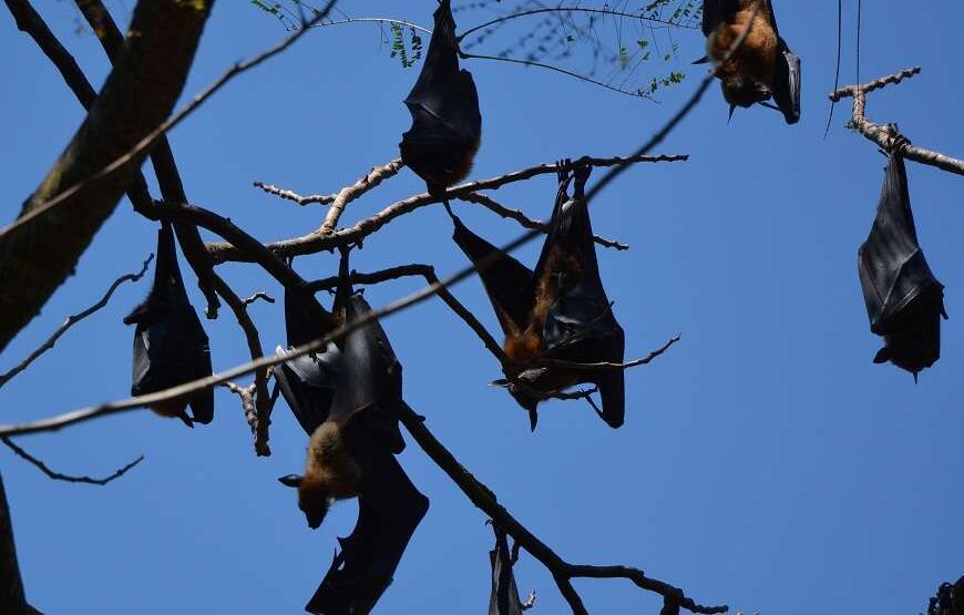 Round tour with Sri Lanka’s Top National Tour Guide: ELION GUNAWARDENA.