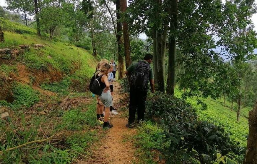 Day Hiking Tour in Hanthana Mountains Range