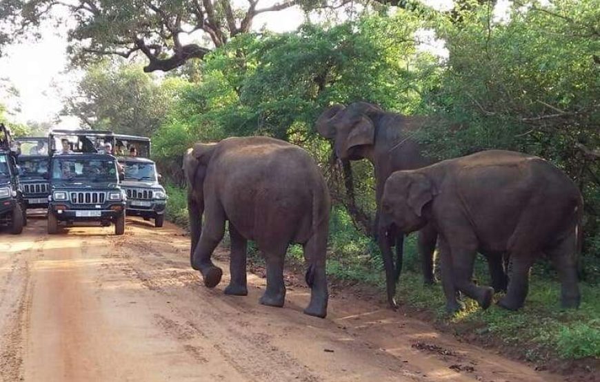 Dineth Safari – 7 Hours