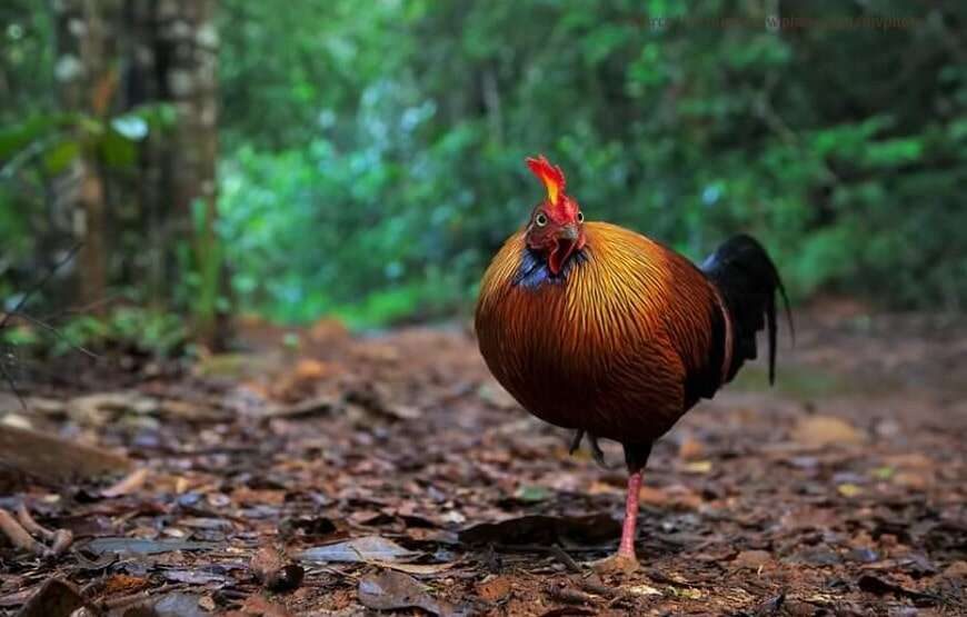 Trekking & Camping in Knuckles Mountain Range