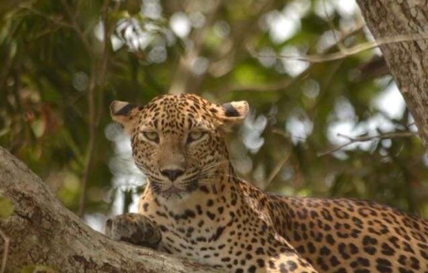Foxtrail Wilpattu Safari – 5 Hours