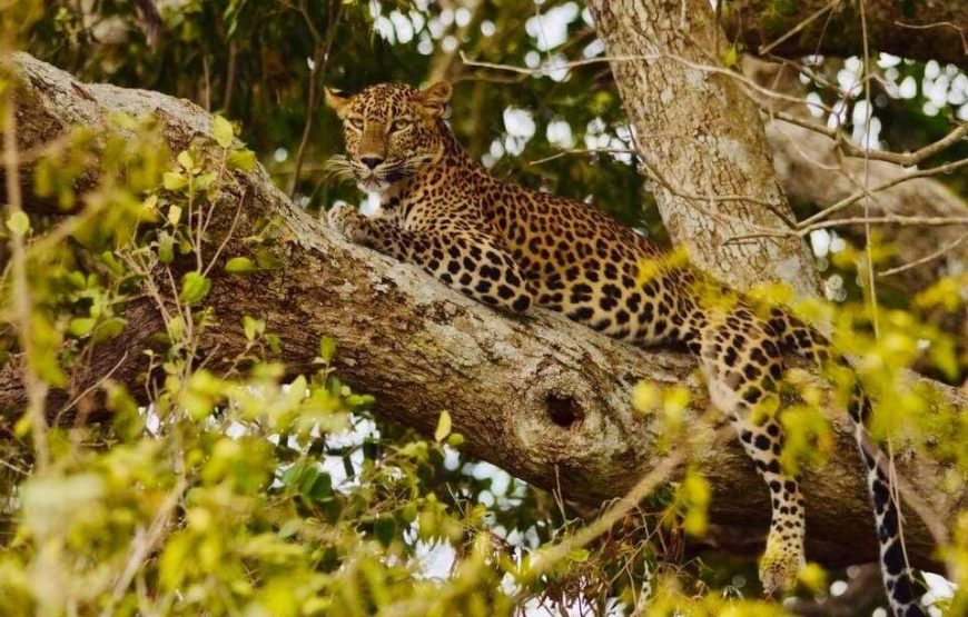 Foxtrail Wilpattu Safari – 5 Hours