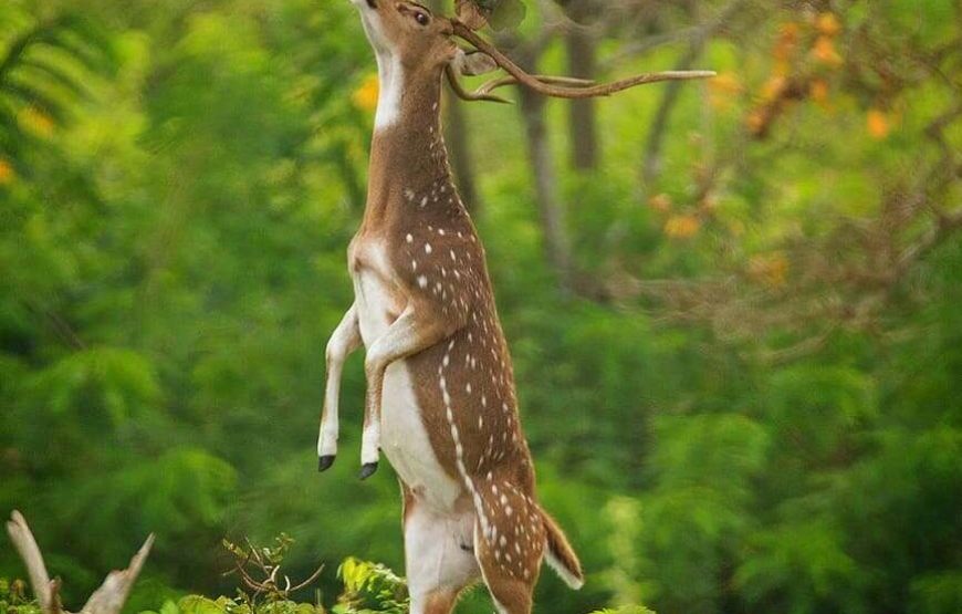 Full Day Safari Tour -Yala