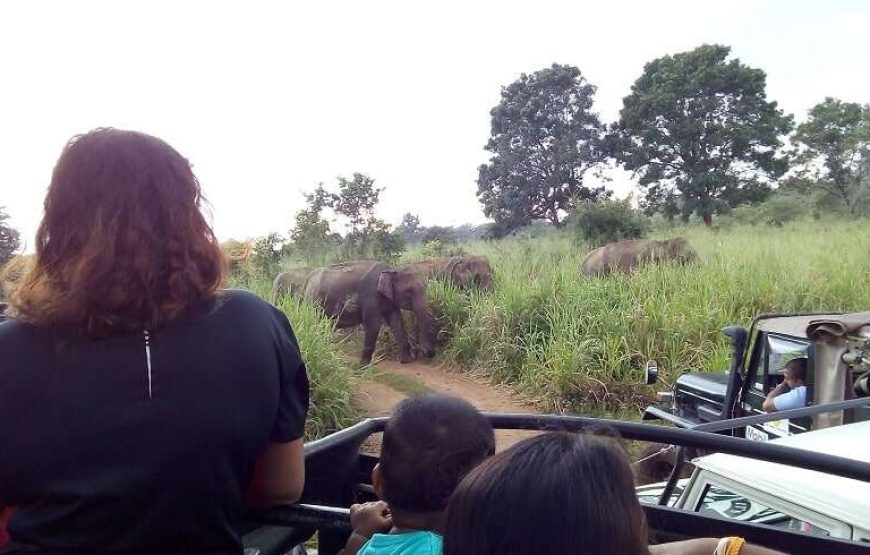 Jeep Safari in Kaudulla National park