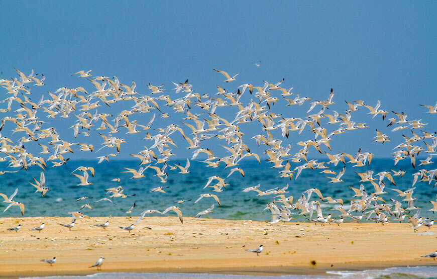 Day 2 - Take a kite surfing lesson