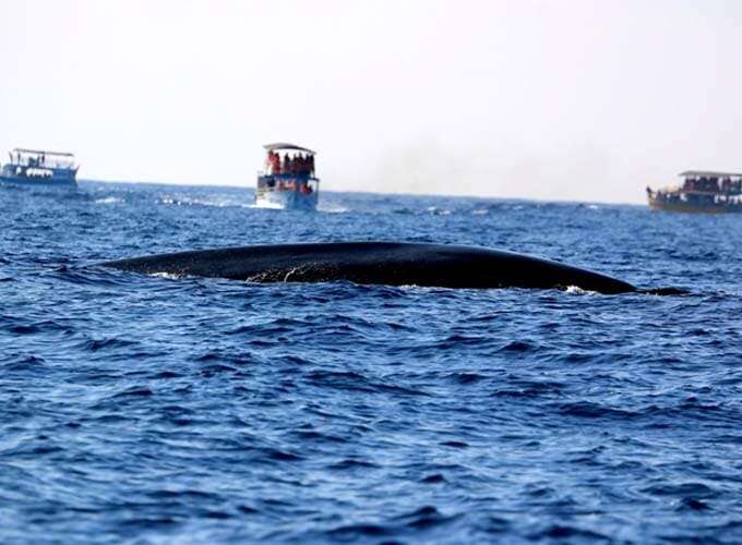 Day 3 - Snorkelling in Mirissa