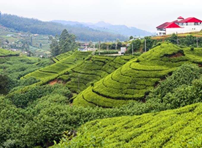 Day 7 - Visit a working tea factory in Nuwara Eliya