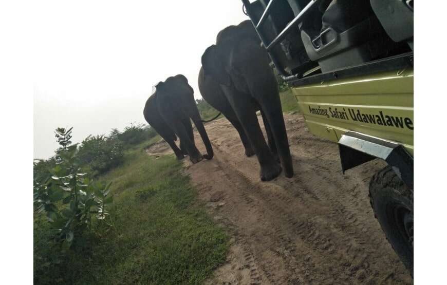 Amazing Safari (Chill House Safari Resort)