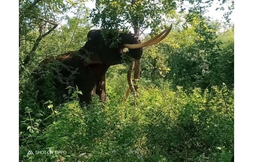 Leesa Villa Safari
