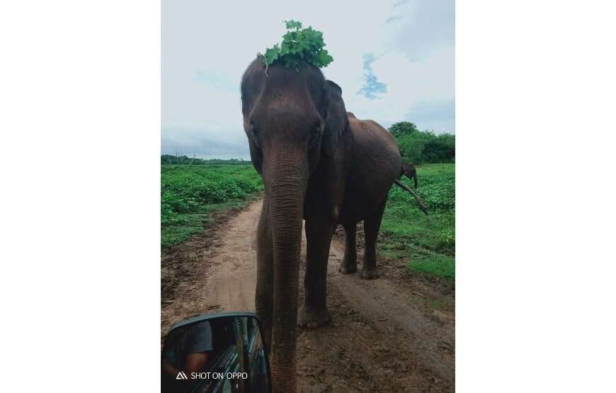 Leesa Villa Safari