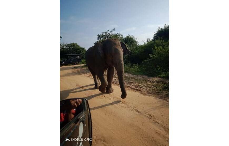 Leesa Villa Safari
