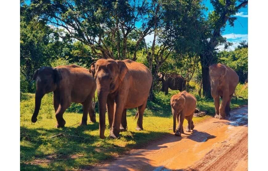 Wmango Safari