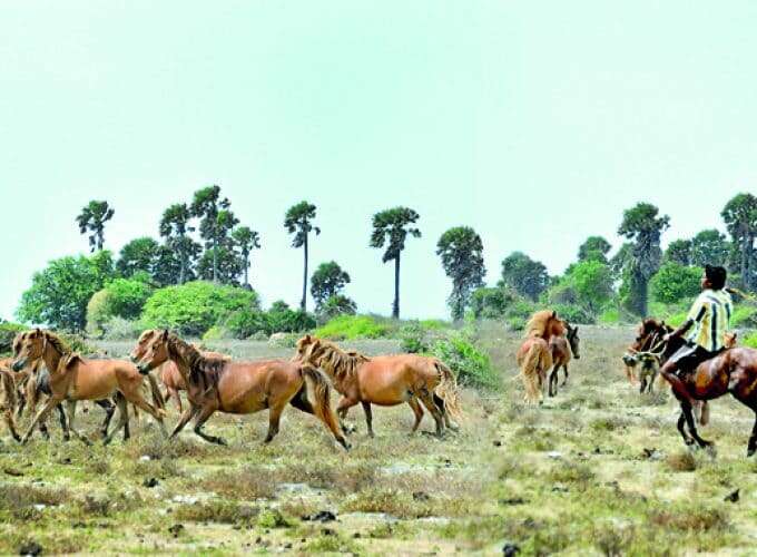 Wild-Horses-680x500-1