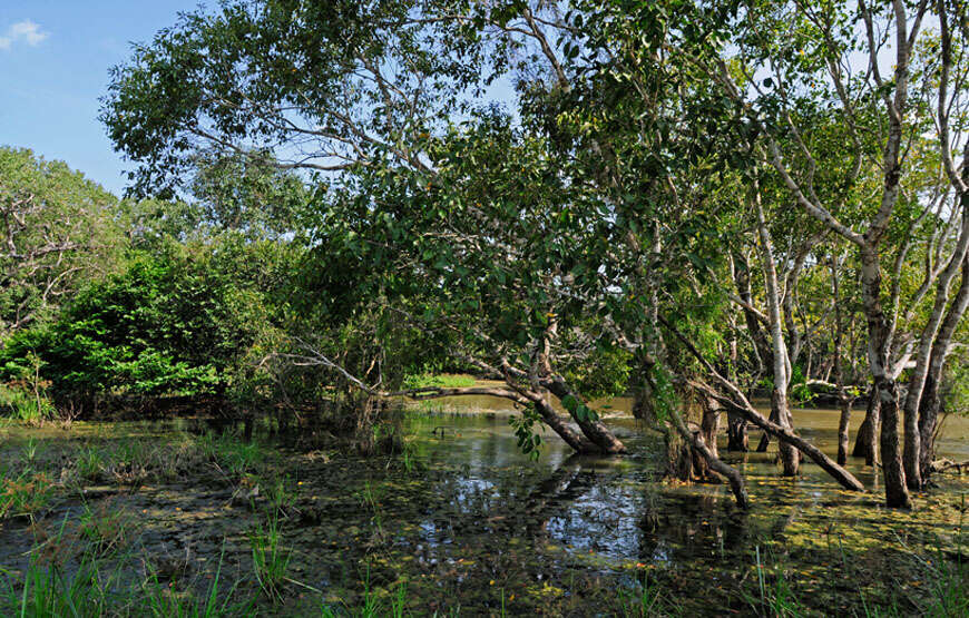 Day 2 - Go on a game drive at Wilpattu National Park (morning and evening)