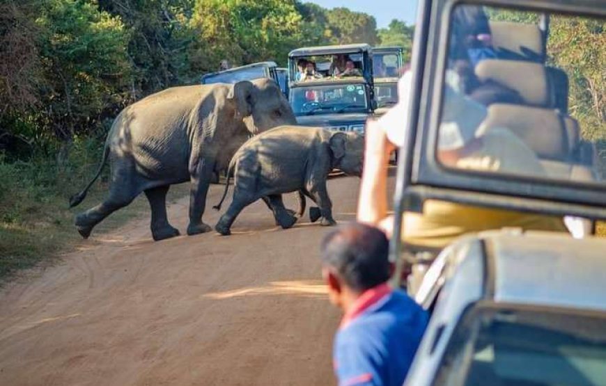 Yala Safari – Private Tour