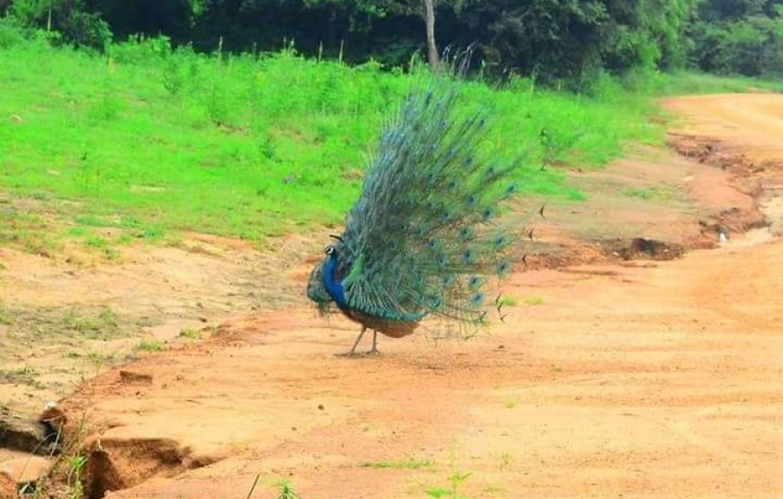 Yala Safari – Private Tour