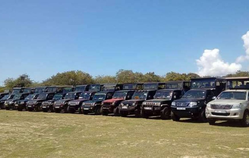 Yala Safari – Private Tour