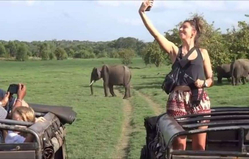 Yala Safari – Private Tour