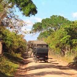 Day 10 - Go on a morning game drive at Yala National Park