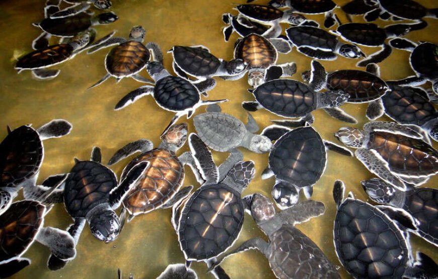 Sri Lanka UNESCO Highlights Tour