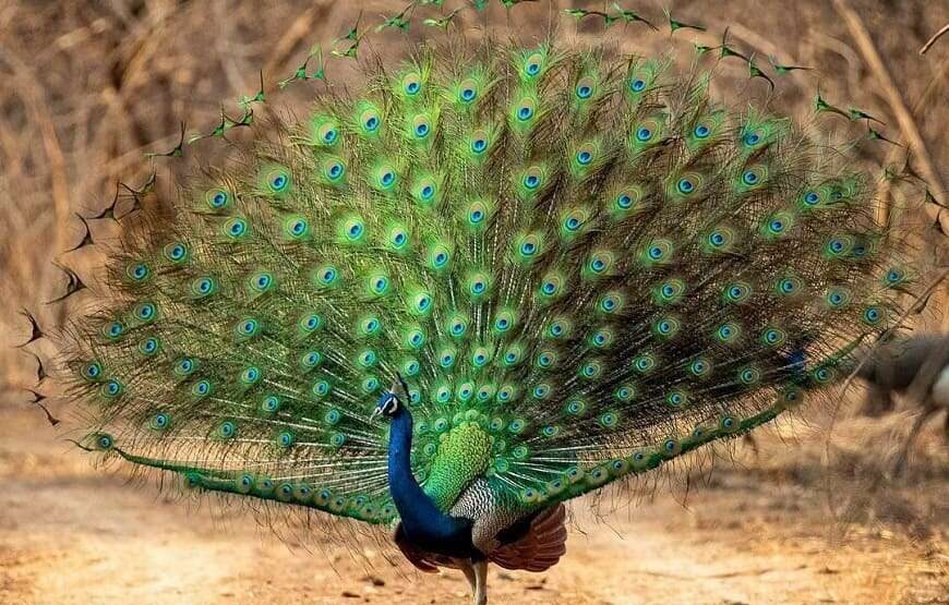 7 Hours Safari Tours – Yala National Park